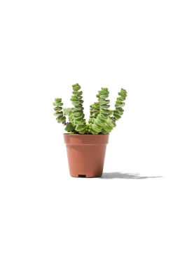 kleine vetplant